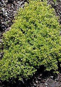 Thyme Lime 4&quot;
