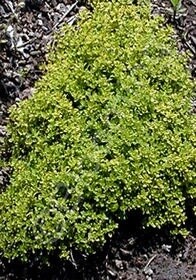 Thyme Lime 4"