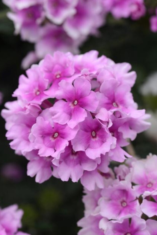 Verbena Endurascape bicolor pink 1 gal