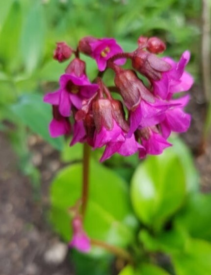 Bergenia Shoeshine Rose QT