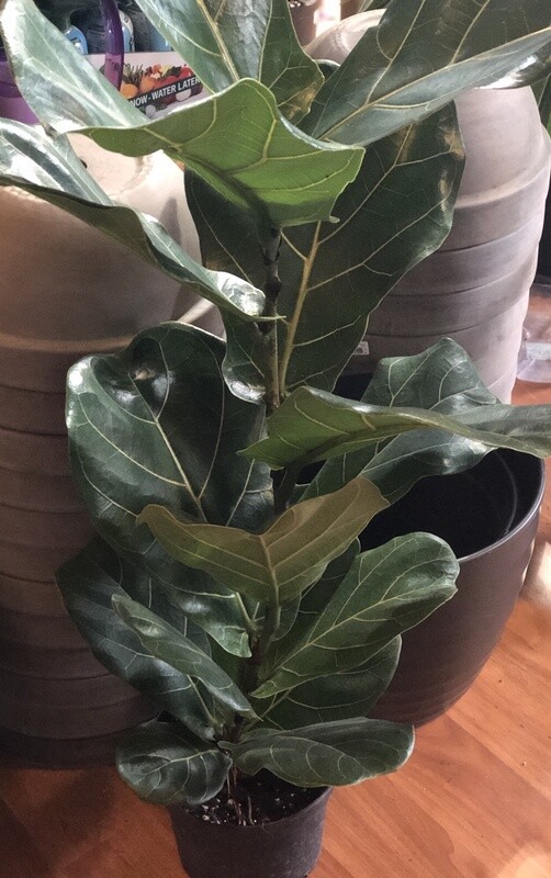 Fiddle Leaf Fig 6&quot;