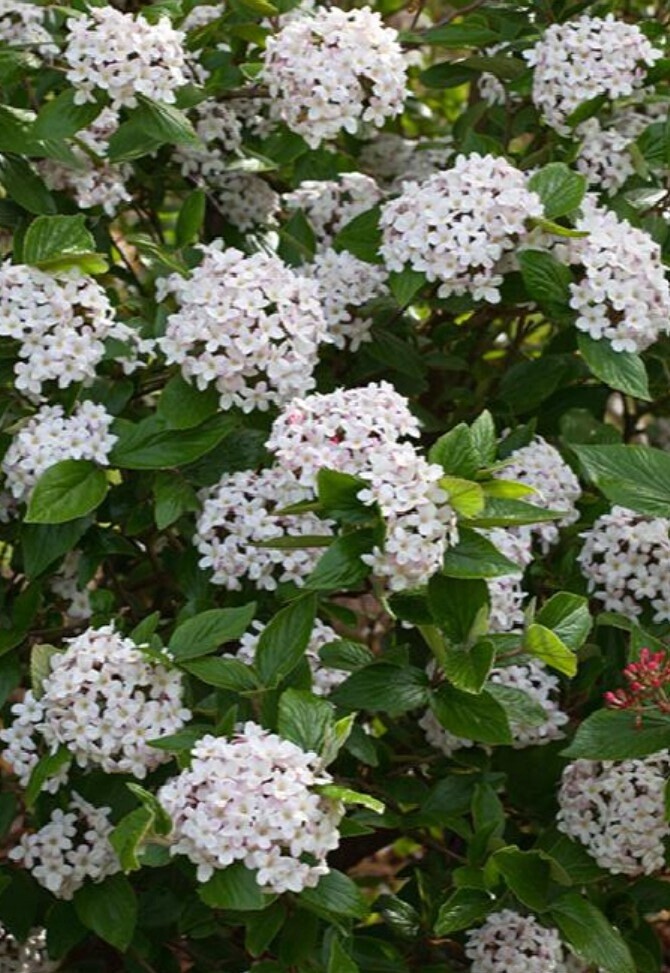 Viburnum Burkwood 5 gal
