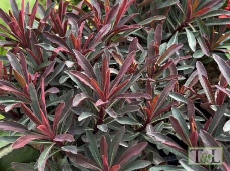 Euphorbia Miners Merlot QT