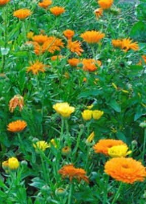 Calendula 4&quot;