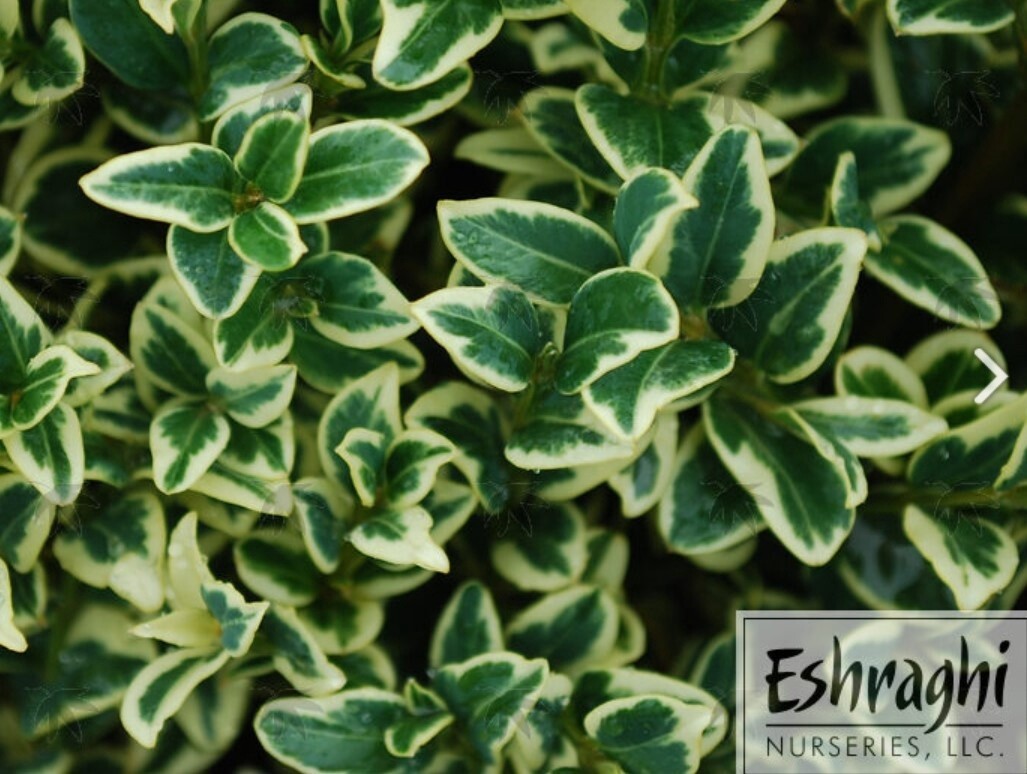 Boxwood Aureo-Vari 5 gal