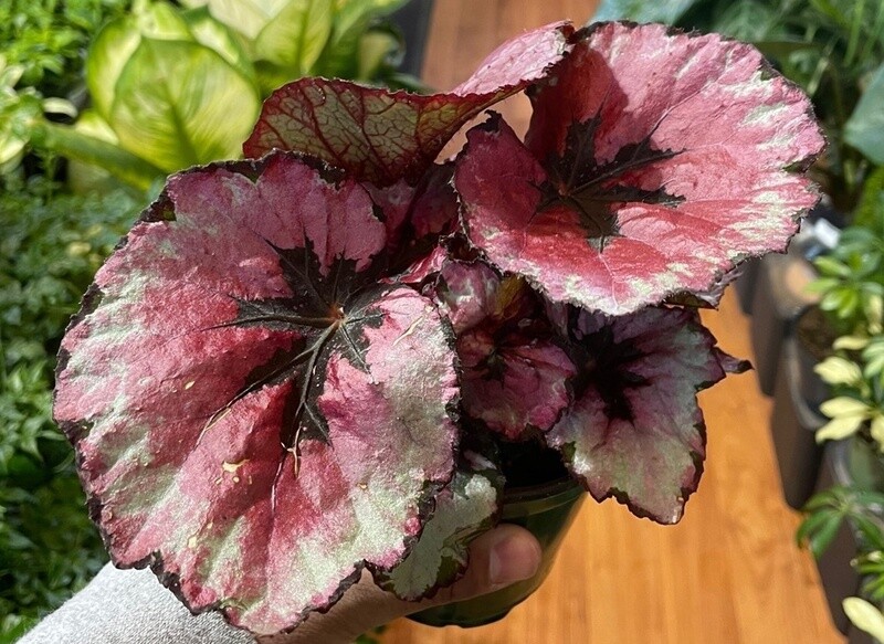 4" Rex Begonia asstd