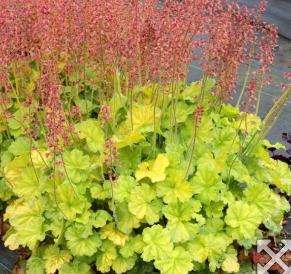 Heuchera North Ex Lime QT