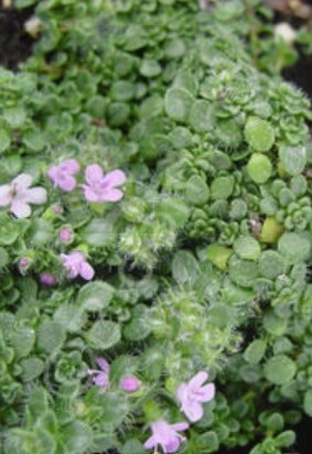 Creeping Thyme Mini 4&quot;