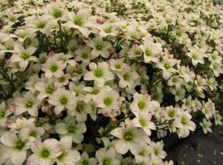 Saxifraga White 4&quot;