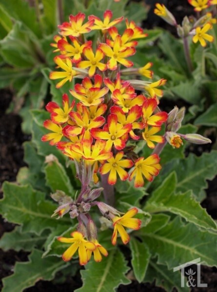 Primrose Oakleaf Yellow Pic QT