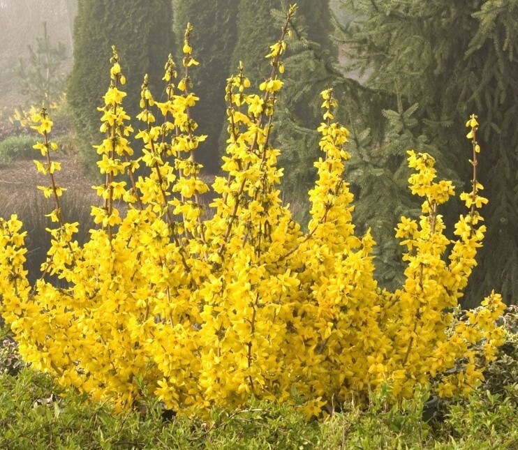 Forsythia Magical Gold 2 gal