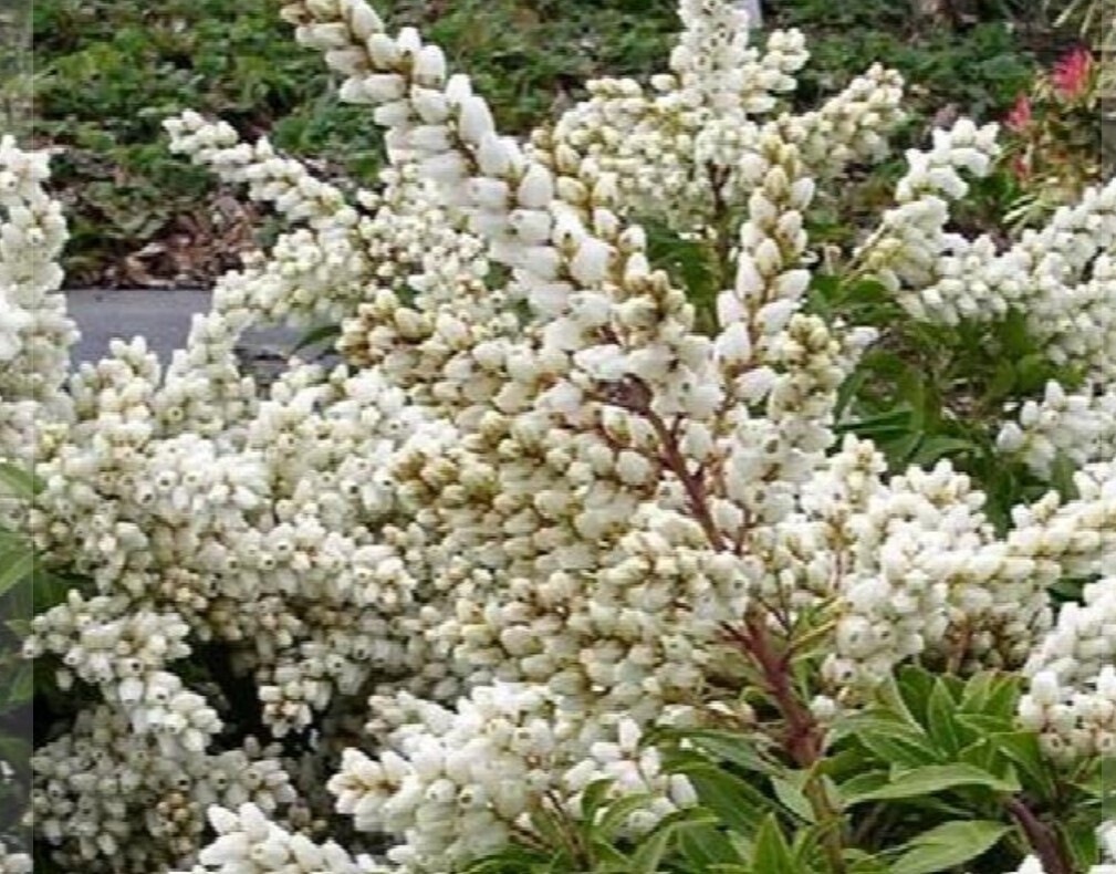 Pieris Tiki 1 gal