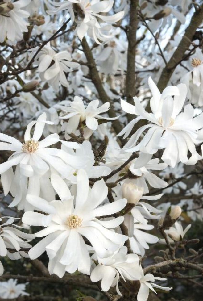 Magnolia Royal Star 5 gal