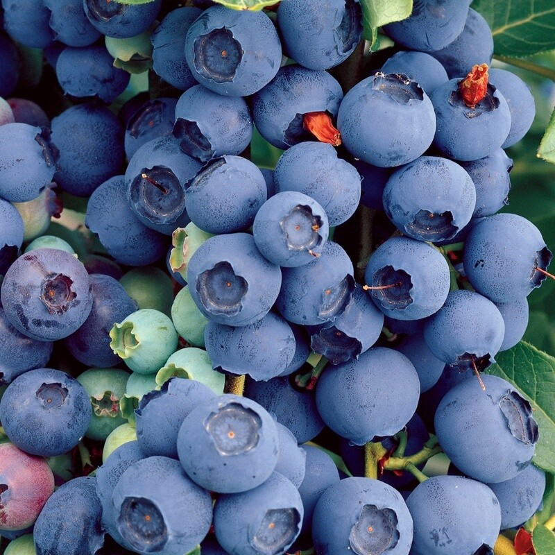 Blueberry Blue crop QT