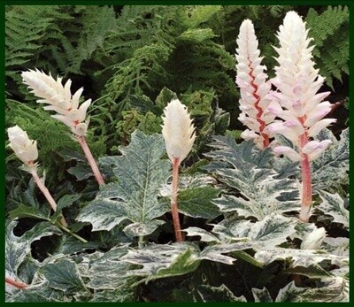 Acanthus Whitewater 1 gal