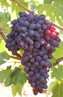 Black Table Grape Monukka 1 gal