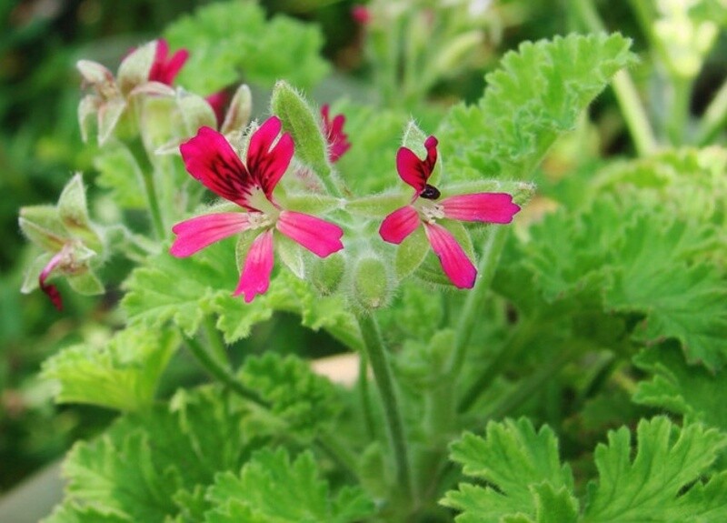 Scented Geranium Hazelnut #1