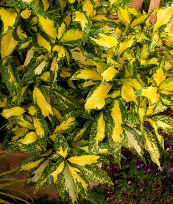 Aucuba Picturata 5 gal