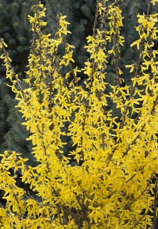 Forsythia Springshine 2gal