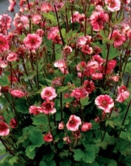Geum Tempo Rose 1 gal