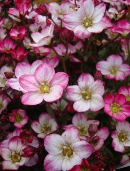 Saxifraga Picotee QT