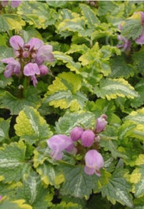 Lamium Anne Greenaway 4&quot;