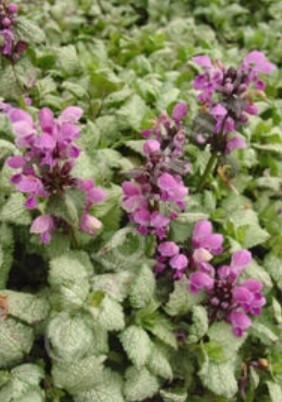 Lamium Red Nancy 4&quot;