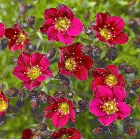 Saxifraga Deep Red 4"