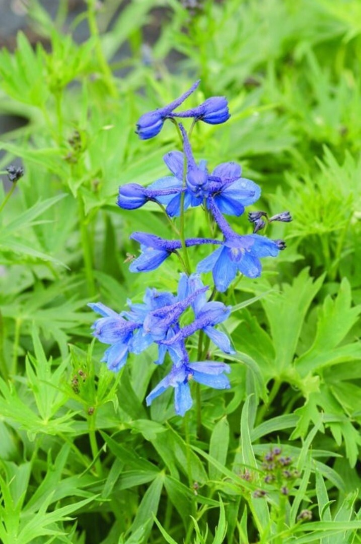 Delphinium Bellamosum 4 &quot;