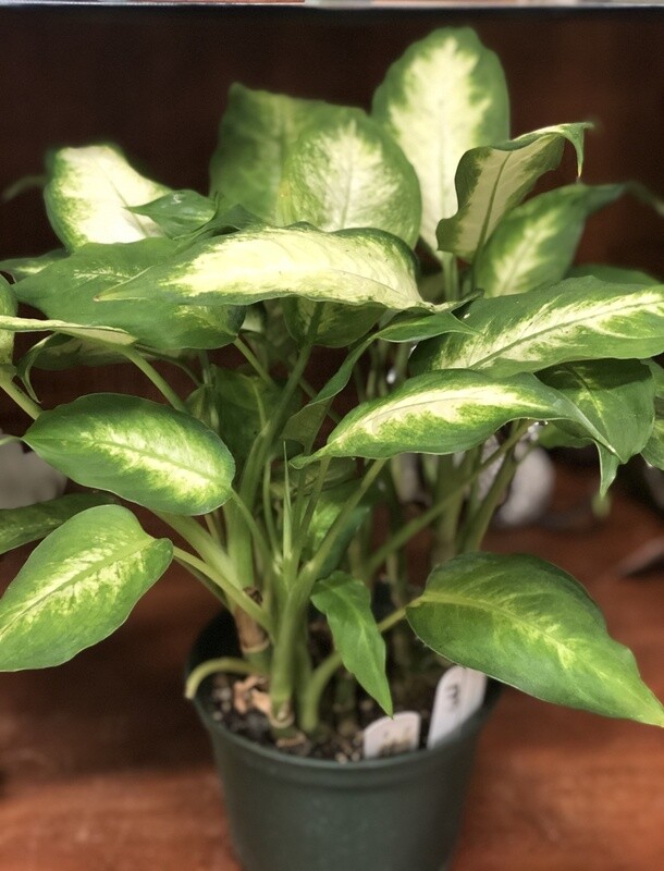 Dieffenbachia  dumb cane Camille 6"