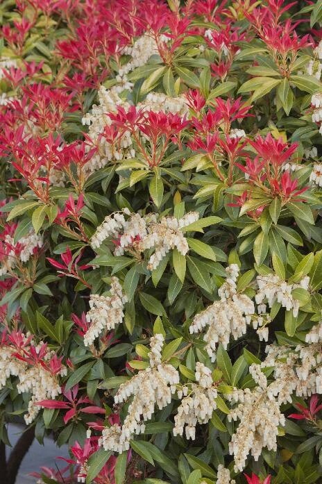 Pieris &#39;Mountain Fire&#39; 5 gal