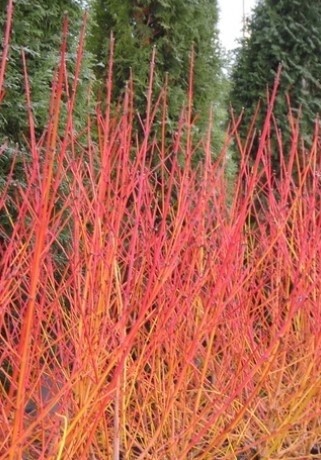 Red Twig 'midwinter fire' 1 gal
