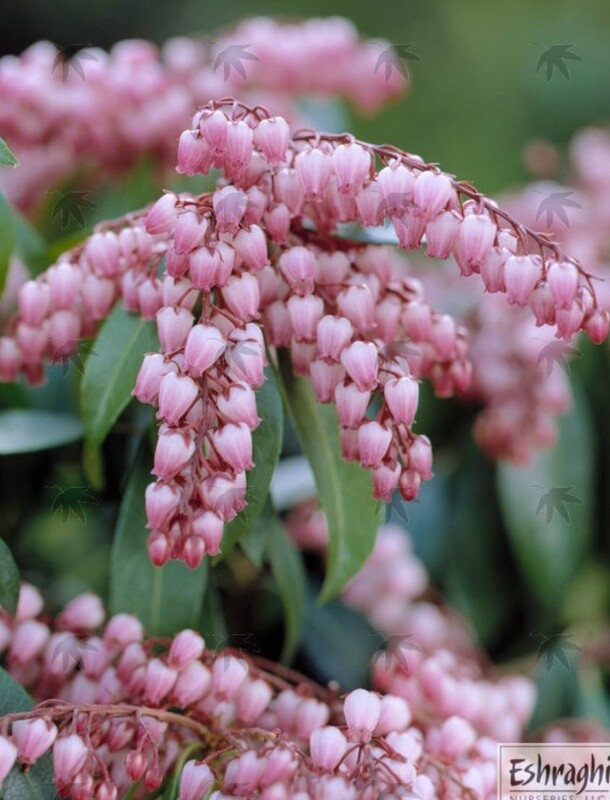 Pieris Katsura 2 gal