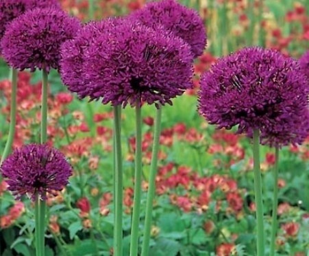 Allium Purple Sensation 1 gal