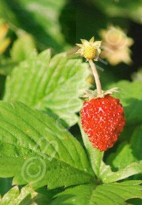 Strawberry Woodland 4&quot;