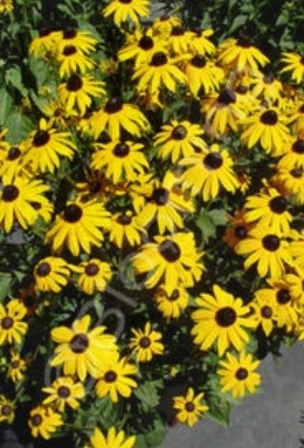 Rudbeckia Goldsturm 4"
