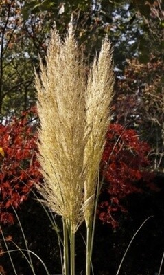 Pampas Grass Silver feather 1 gal