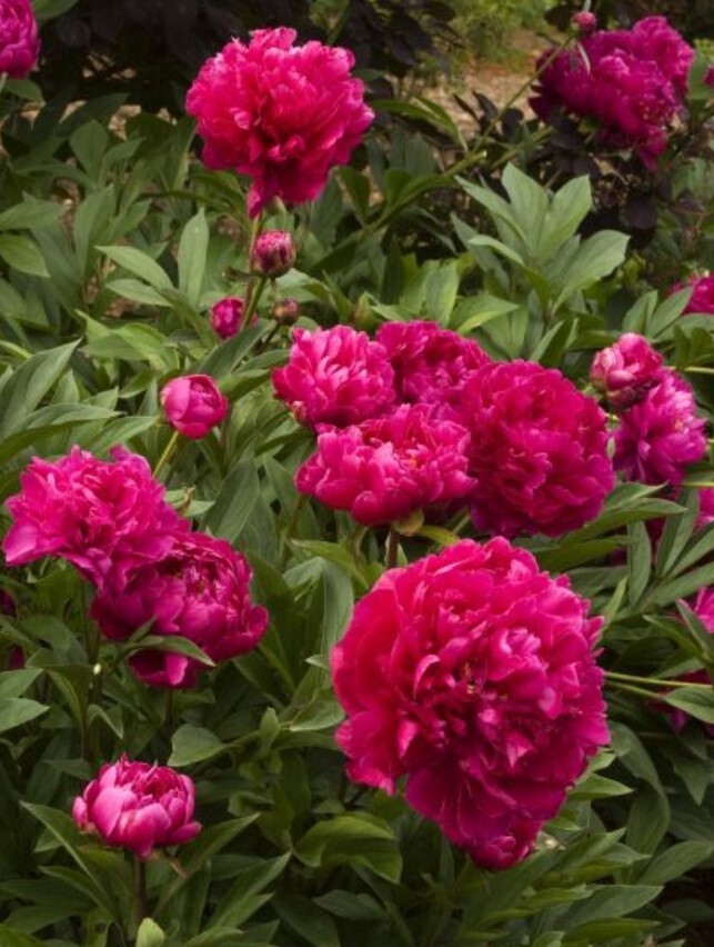 Peony Karl Rosenfield 1 gal