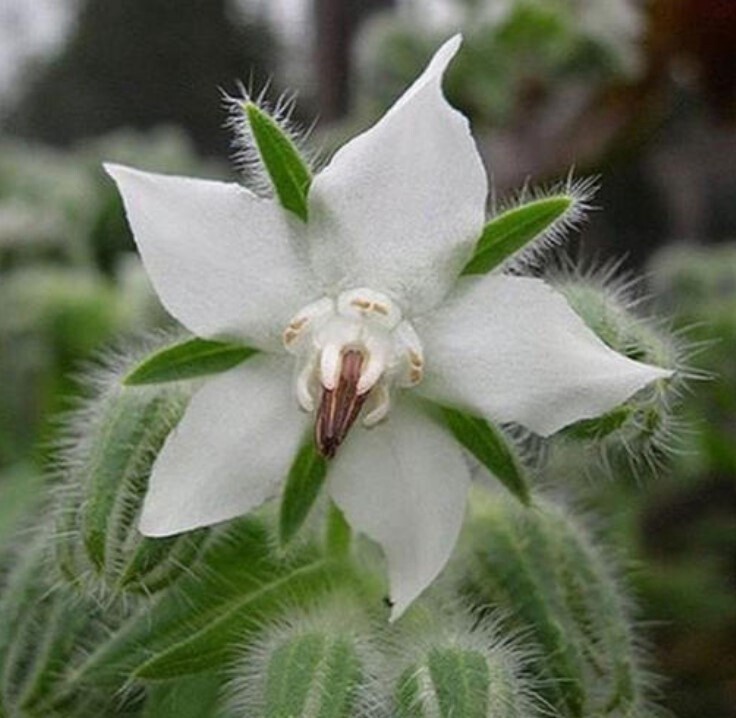 Borage White 4&quot;