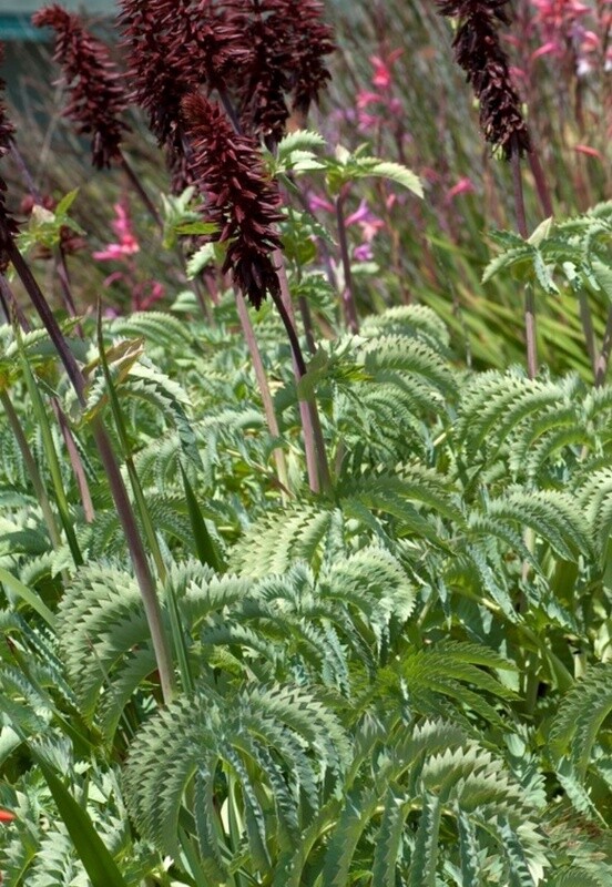 Melianthus Major 1 gal