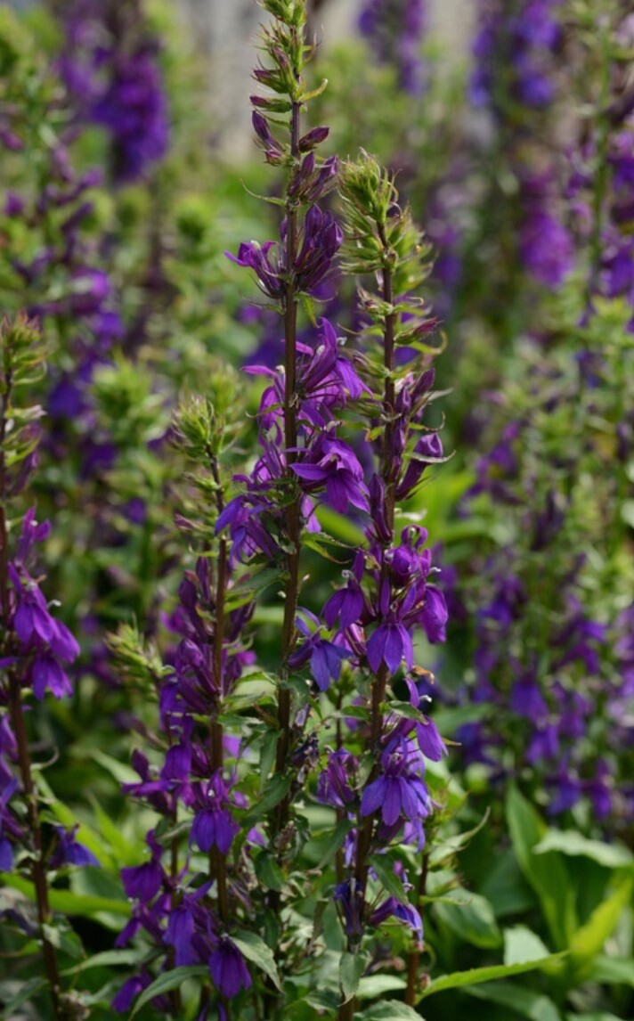 Lobelia Starship Blue 1 gal