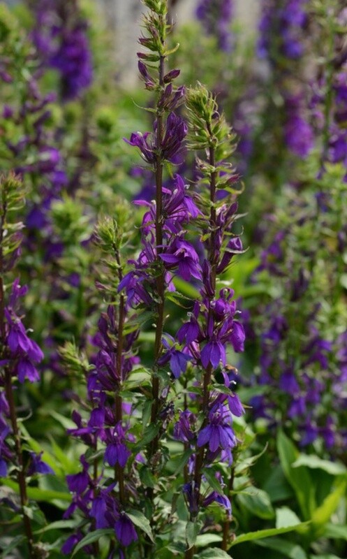 Lobelia Starship Blue 1 gal