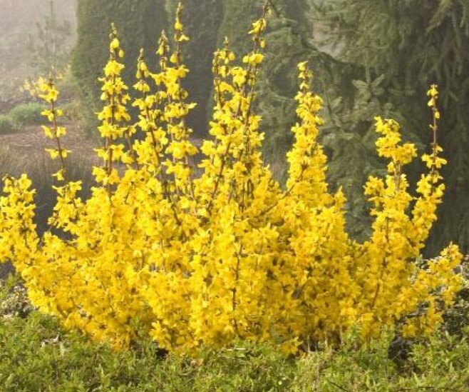 Forsythia Magic Gold  5 gal