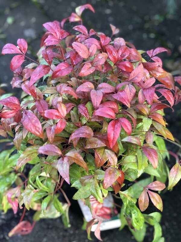 Nandina Firepower 2 gal