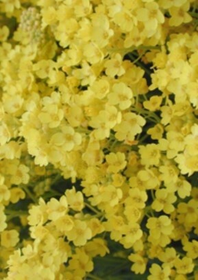 Aurinia  gold ball/golden yellow 4"