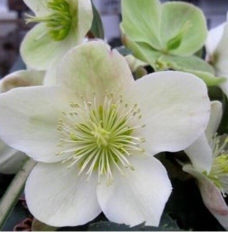 Hellebore Champion QT