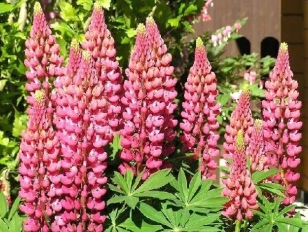 Lupine Gallery Pink 4"