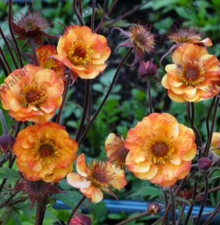 Geum Alabama Slammer 1 gal