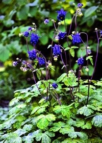Columbine Leprechaun Gold 4&quot;