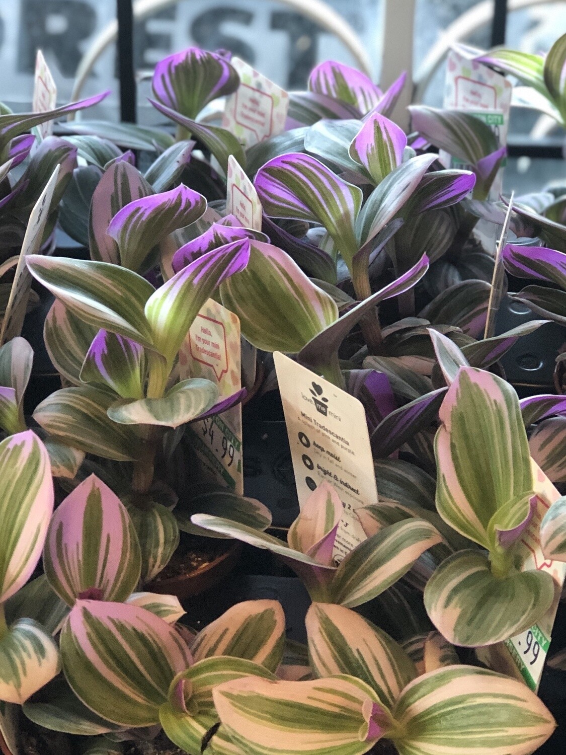 Tradescantia Nanouk 2.5&quot;